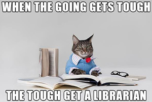 Kitty Librarian in a cardigan